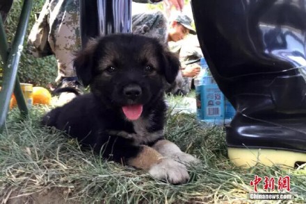 天津爆炸現幸存小狗生化