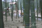 景區紀念竹林 四川竹海開設景區紀念竹林