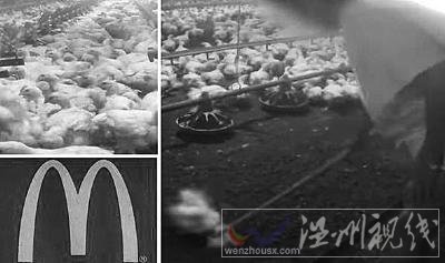 員工用棍子打活雞