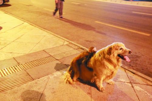 猴子街上遛彎