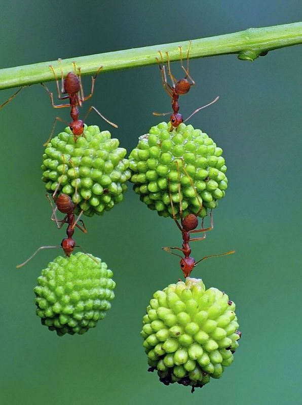 螞蟻搬運果實