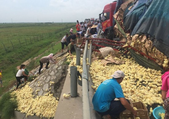 山東濱州哄搶小雞