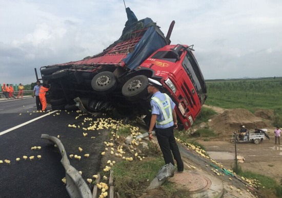 山東濱州哄搶小雞