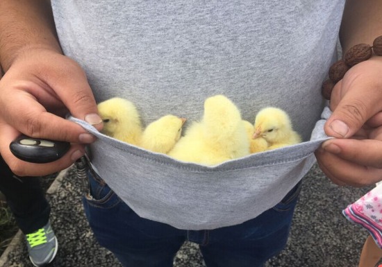 山東濱州沾化區村民哄搶小雞