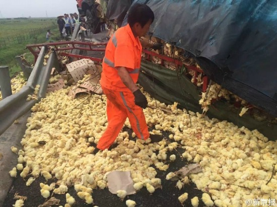 山東濱州沾化區村民哄搶小雞