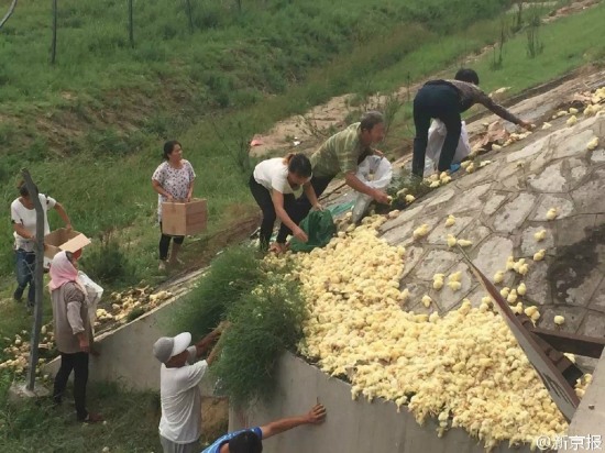 山東濱州沾化區村民哄搶小雞