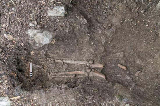 古樹吹倒驚現(xiàn)遺骨