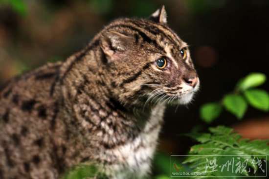 釣魚貓現身柬埔寨圖片