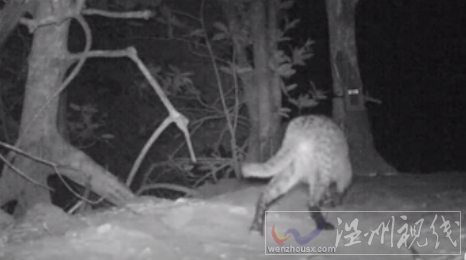 拍到釣魚貓的蹤跡