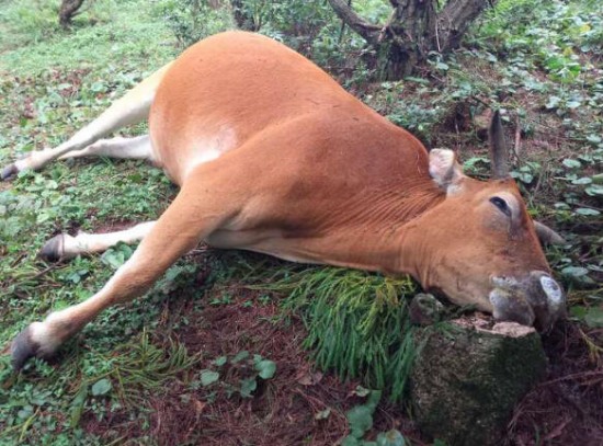 黃牛在樹下避雨被雷擊死