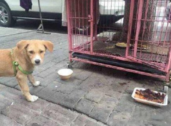 男子將狗糧吃光