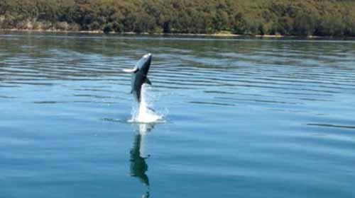 大白鯊自救躍出水面