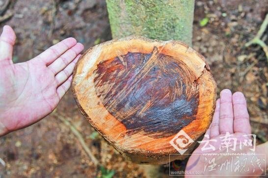 百萬黃檀被盜伐