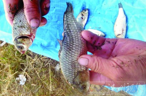魚(yú)塘現(xiàn)畸形魚(yú)