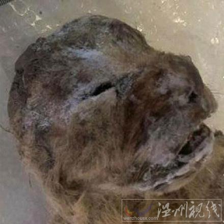 冰凍萬年獅子尸體