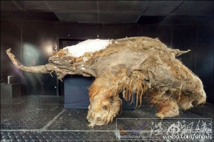 科學家發(fā)現(xiàn)冰凍萬年的獅子