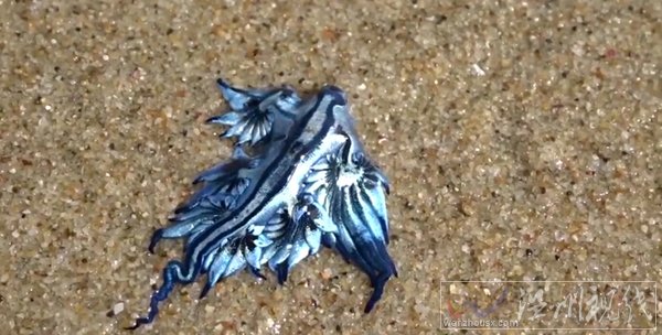 澳海灘現奇特生物 名為大西洋海神海蛞蝓