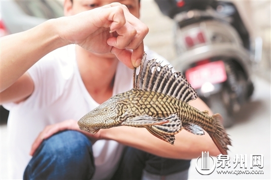 泉州市民捕獲怪魚