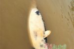 鄱陽湖又現(xiàn)死江豚