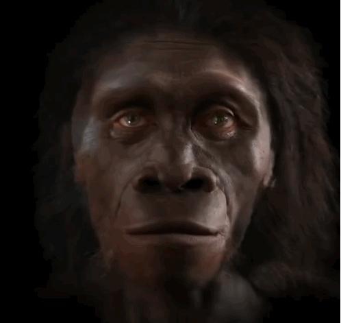 人類臉部進(jìn)化史