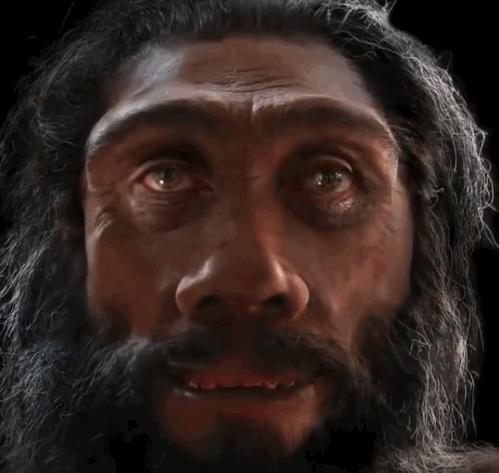 人類臉部進(jìn)化史