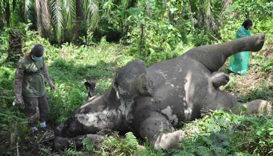 印尼大象觸電死亡