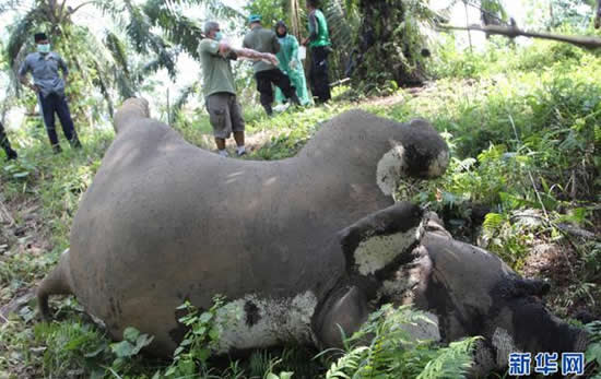 印尼大象觸電死亡