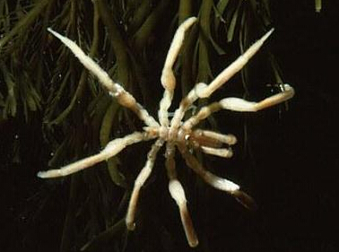 南極現巨型蜘蛛