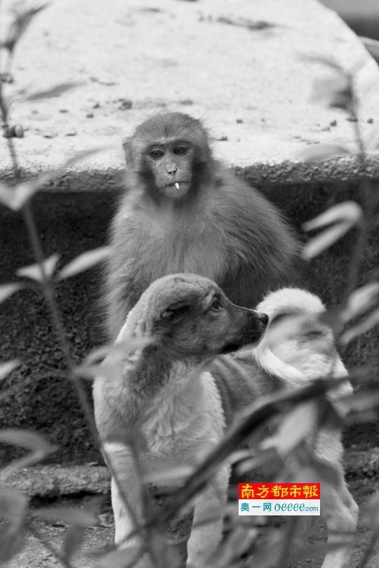 民宅被野猴占領