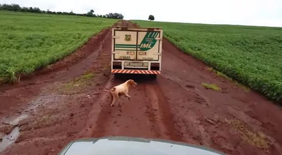 狗追靈車16公里