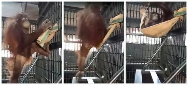 泰國猩猩自制吊床
