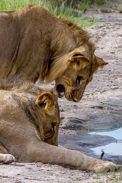 獅子被幼蛇嚇退