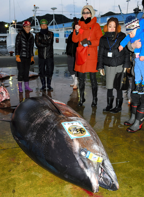 417公斤重金槍魚