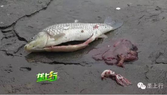 魚內(nèi)臟被爆炸震碎