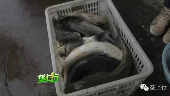 魚內(nèi)臟被爆炸震碎