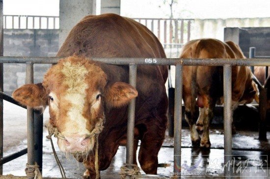 四川瀘州現(xiàn)牛王