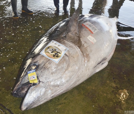 417公斤重金槍魚