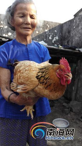 老母雞已活27年