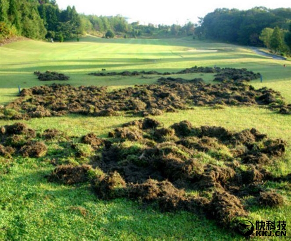 野豬遭核污染變異