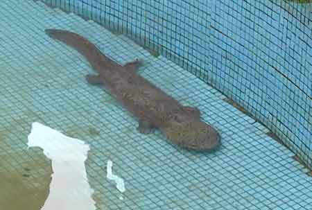 凈水廠現(xiàn)四腳魚(yú)