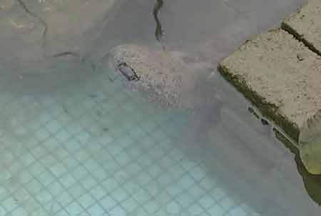 凈水廠現(xiàn)四腳魚(yú)