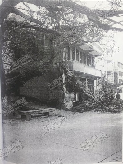 永嘉河嶼村古榕樹被撞