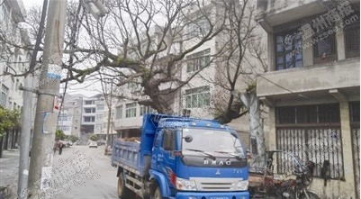 永嘉河嶼村古榕樹被撞