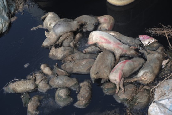 河道現(xiàn)40頭死豬