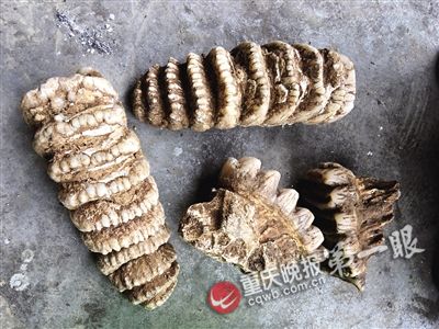 巫山縣農民挖出東方劍齒象臼齒化石