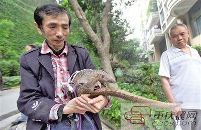 小區(qū)竄出穿山甲