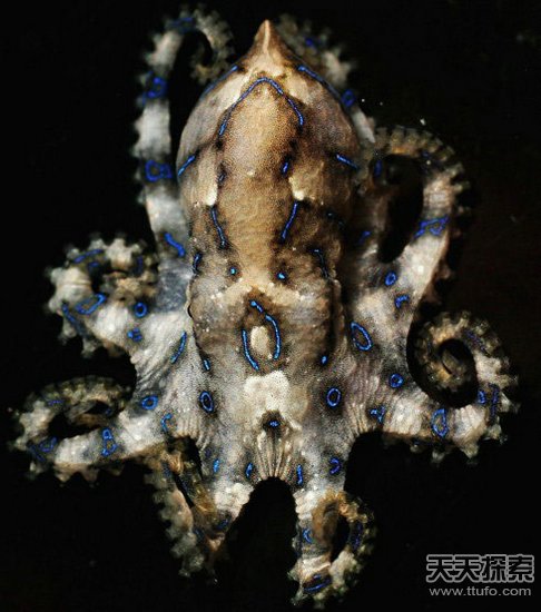 揭秘全球十大最毒動物 人類碰之斃命