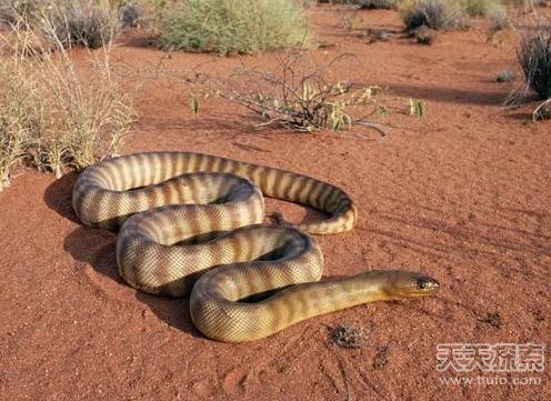 揭秘全球十大最毒動物 人類碰之斃命