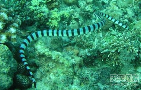 揭秘全球十大最毒動物 人類碰之斃命