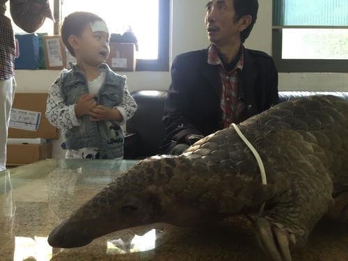 重慶小區(qū)竄出穿山甲